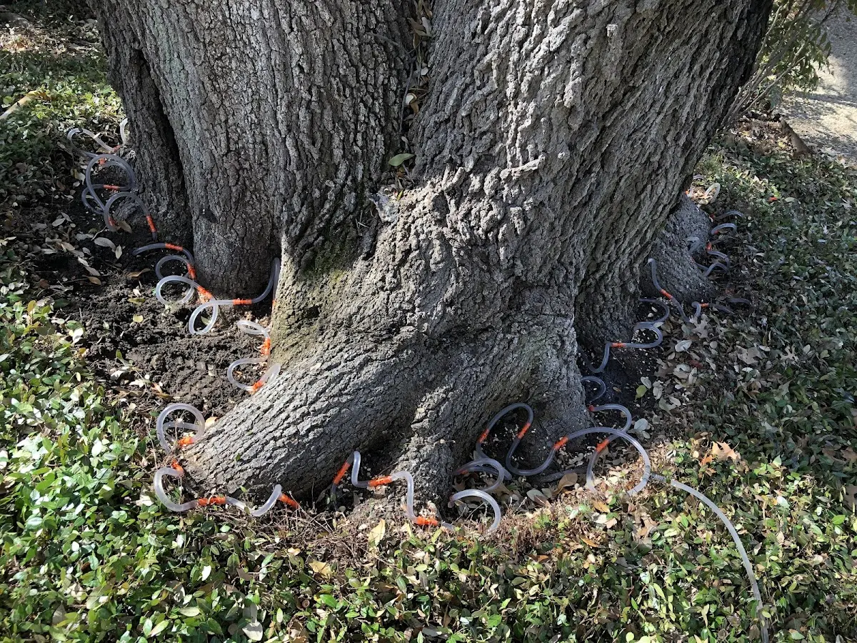 Detailed Tree Cabling and Bracing job site in Medicine Park