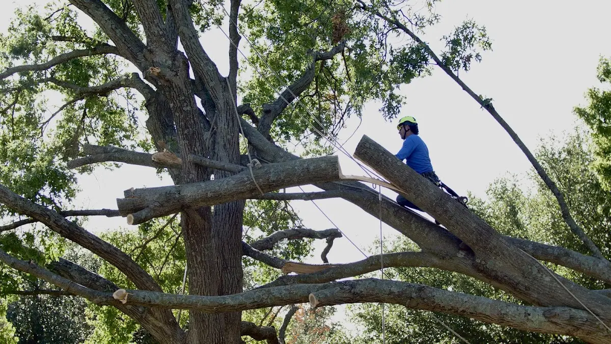 Professional Crown Thinning performed by certified arborists in Medicine Park