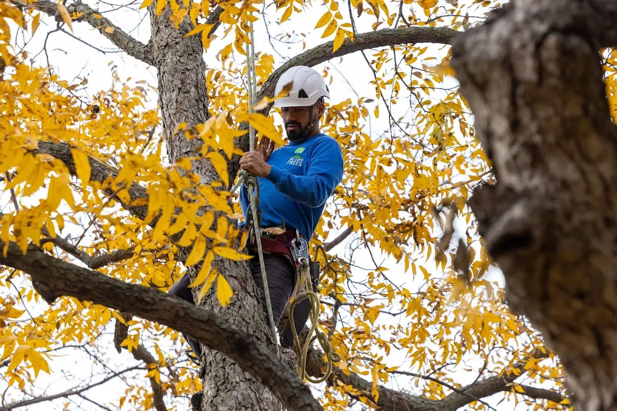 Skilled Tree Pruning crew working in Medicine Park